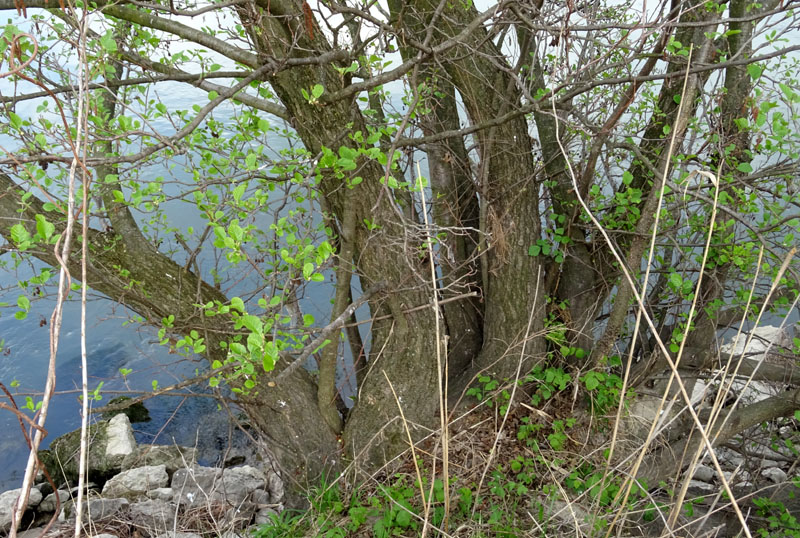 Alnus glutinosa - Betulaceae (Ontano nero)